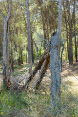 Naturaleza en los Pirineos
