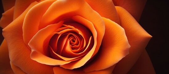 Close up of a vibrant orange rose showcasing intricate petals and rich colors against a dark background for floral design or nature projects