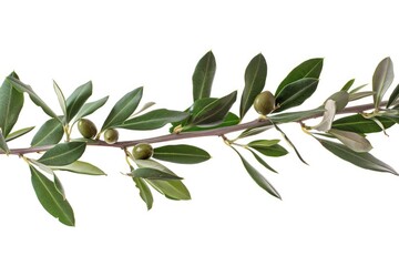 A branch with green leaves and olives against a white background