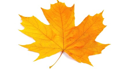 Obraz premium Maple Leaf Autumn Isolated on White Background - A Captivating Symbol of the Season's Beauty. The Vibrant Maple Leaf, with Its Intricate Veins and Rich Autumn Colors, Standing Alone Against the Purity