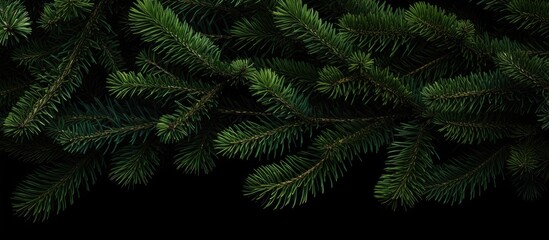 Lush fir tree branches on a black background showcasing deep green foliage for nature and holiday themed designs.