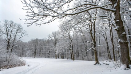 Obraz premium Snow-covered forest with bare tree branches, serene environment, frosty leaves, snowy forest floor, frozen scene