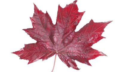 Maple Leaf Autumn Isolated on White Background - A Captivating Symbol of the Season's Beauty. The Vibrant Maple Leaf, with Its Intricate Veins and Rich Autumn Colors, Standing Alone Against the Purity