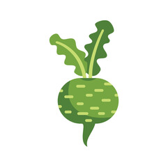 Simple flat vector illustration of a kohlrabi, a biennial vegetable featuring an edible bulbous stem