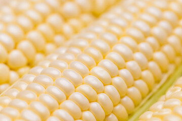 Fresh yellow corn close up