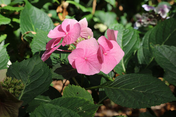 Close up of pink hydrangea petals, Derbyshire England

