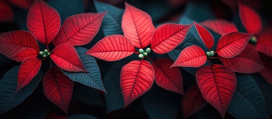 Vibrant red poinsettia leaves with green buds showcasing holiday spirit in a closeup botanical composition