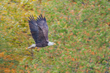 Bald Eagle with FIsh Flies Through Autumn Trees