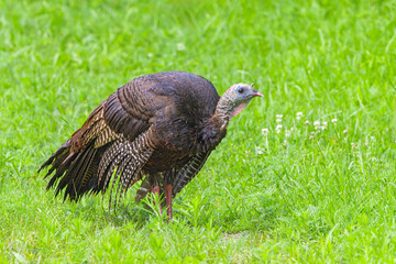 An Adult Turkey In A Green Meadow