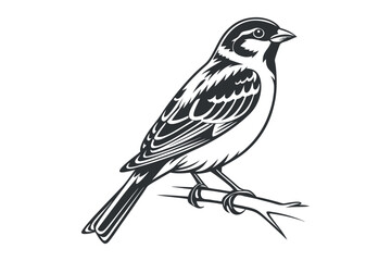 Detailed of sparrow bird black and white silhouette vector illustration