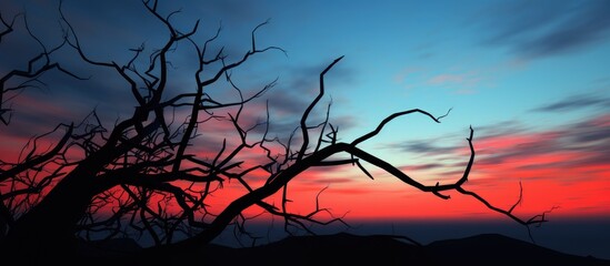 Silhouetted branches against a colorful sunset sky showcasing nature's beauty and tranquility after dusk
