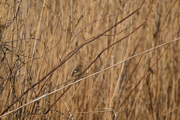 Fototapeta premium ジョウビタキ 尉鶲