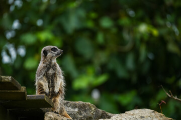 A single meerkat standing on a rock in its enclosure at Folly Farm Zoo Wales, Fully released for creative and commercial use. Copy space available within the frame. One of a full series of animals.
