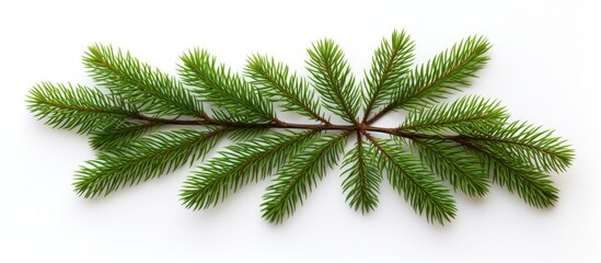 Spruce Twig Close Up Isolated on White Background Natural Greenery for Design and Decoration Purposes