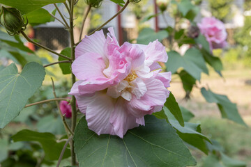 Close-up of a beautiful pink hibiscus mutabilis flower with green leaves bloom in the garden