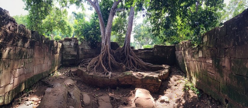 Ancient trees and roots intertwining with stone walls in a lush archaeological park showcasing nature's reclamation of historical sites