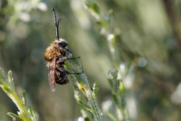 Close-up of a bee on a green plant