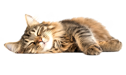 Fluffy cat sleeping peacefully on a flat surface isolate on transparent background, cutout, png
