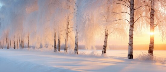 Obraz premium Winter landscape with birch trees covered in hoarfrost glowing under sunset rays creating a magical frosty nature scene