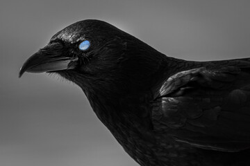 American Crow with spooky eye