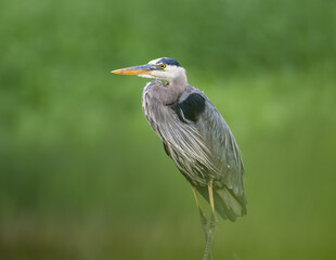 Great Blue Heron isolated against out of focus green background