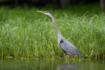 Great Blue Heron hunting in shallow water
