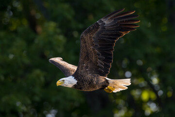 Close-up of Bald Eagle flying past with dark green background