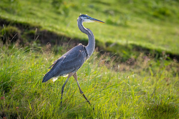 Great Blue Heron walking through grass