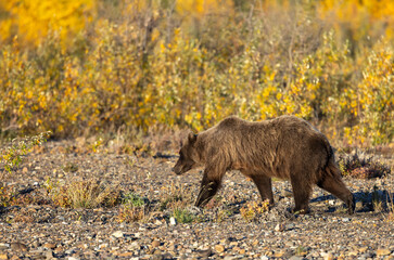 Grizzly Bear in Denali National Park Alaska in Autumn