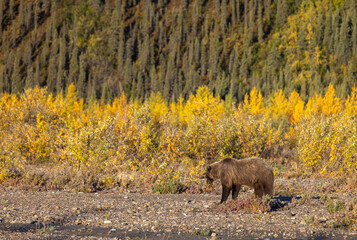 Grizzly Bear in Denali National Park Alaska in Autumn