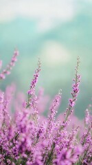 Naklejka premium close-up shot of heather flowers with green environment