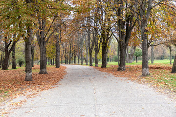 Obraz premium autumn in the park