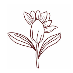 flower vector illustration