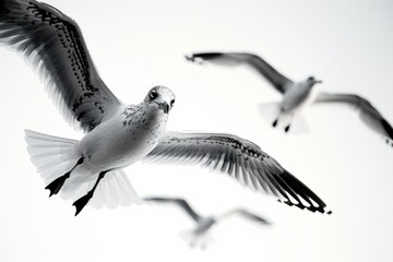 Naklejka premium A group of seagulls soaring through the sky, their wings outstretched