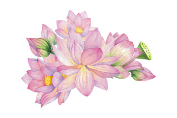 Pink lotuses, buds and flowers. Composition, Isolated on background. Watercolor illustration. Blank For design, decor and printing, typography and textiles