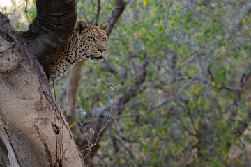 leopard in tree peering out looking for its prey