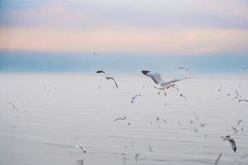 seagulls on the beach