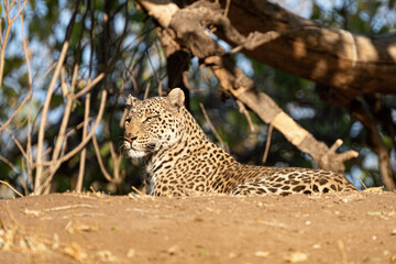 leopard resting on a river bank