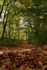 A trail in the fall, Québec, Canada