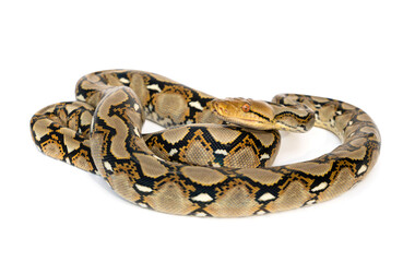 Small Snake Reticulated Python - Malayopython reticulatus coiled up and ready to attack isolated on white background.