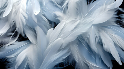 Fototapeta premium Closeup soft feathers background.