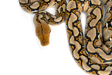 Close-up of the head and face of Small Snake Reticulated Python - Malayopython reticulatus