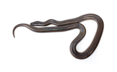 Sunbeam snake - Xenopeltis unicolor isolated on white background. It is a non-venomous and harmless snake and when the skin or scales are exposed to sunlight sparkle in rainbow.