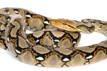 Close-up of the head and face of Small Snake Reticulated Python - Malayopython reticulatus