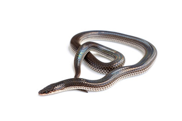 Sunbeam snake - Xenopeltis unicolor isolated on white background. It is a non-venomous and harmless snake and when the skin or scales are exposed to sunlight sparkle in rainbow.