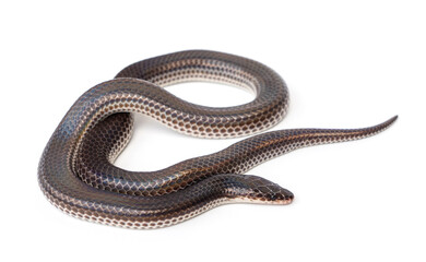 Sunbeam snake - Xenopeltis unicolor isolated on white background. It is a non-venomous and harmless snake and when the skin or scales are exposed to sunlight sparkle in rainbow.