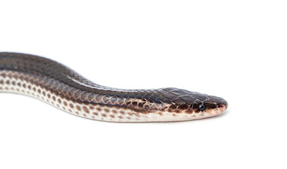 The head and face of Sunbeam snake - Xenopeltis unicolor with skin or scales are exposed to sunlight sparkle in rainbow isolated on white background.