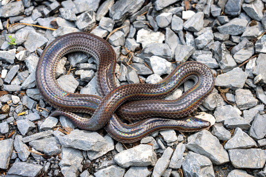 Sunbeam snake - Xenopeltis unicolor On the gravel in the backyard. It is a non-venomous and harmless snake and when the skin or scales are exposed to sunlight sparkle in rainbow.