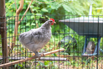 A young chicken splash australorp stands on a log in a cages that are airy with a shady garden atmosphere with soft sunlight with a green background copy space of trees and grass.