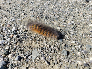 Fuzzy Caterpillar on Gravel